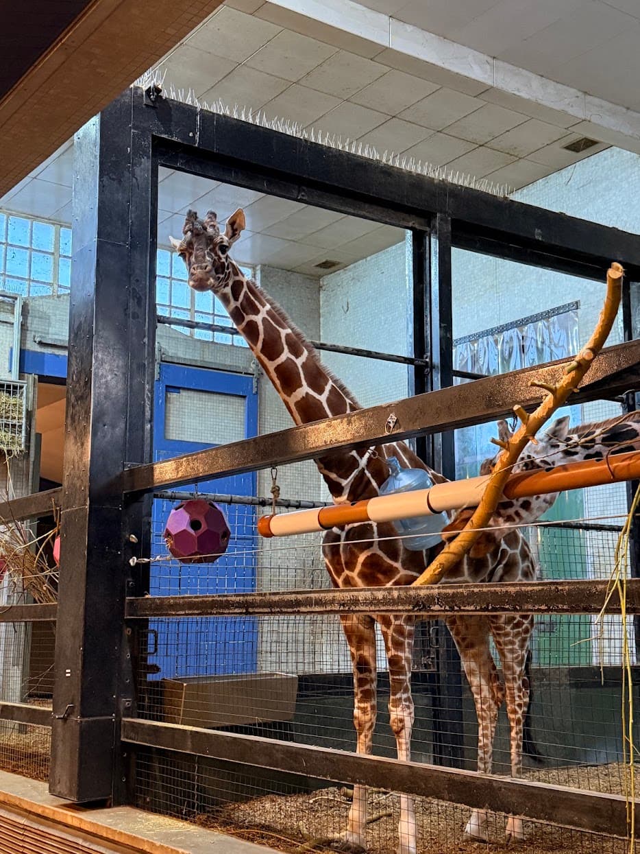 Two giraffes looking out from their enclosure