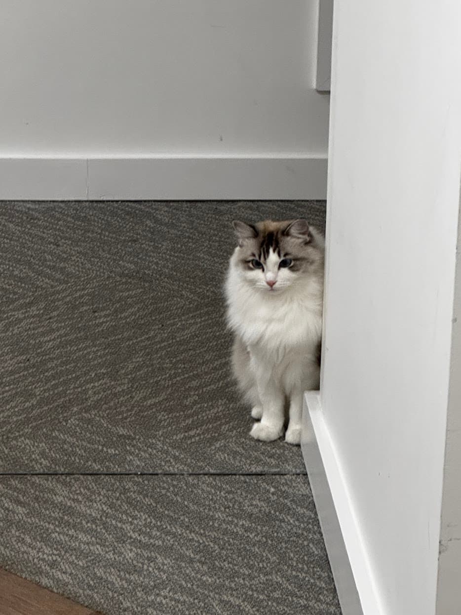 A fluffy cat peeking around a white wall