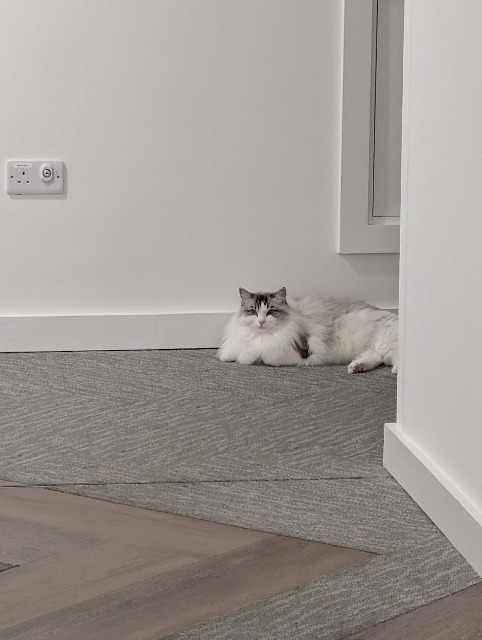 A fluffy cat resting quietly in a hallway